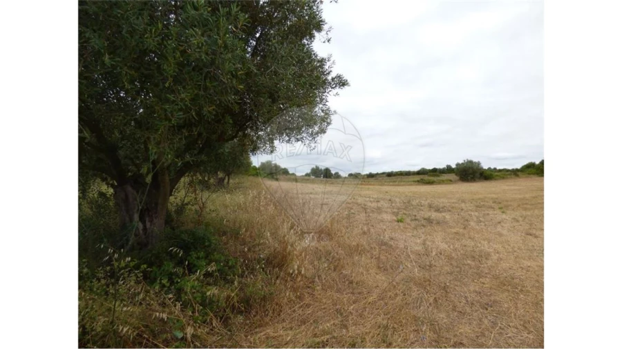 Terreno para Arrendamento em Ereira e Lapa Foto 3