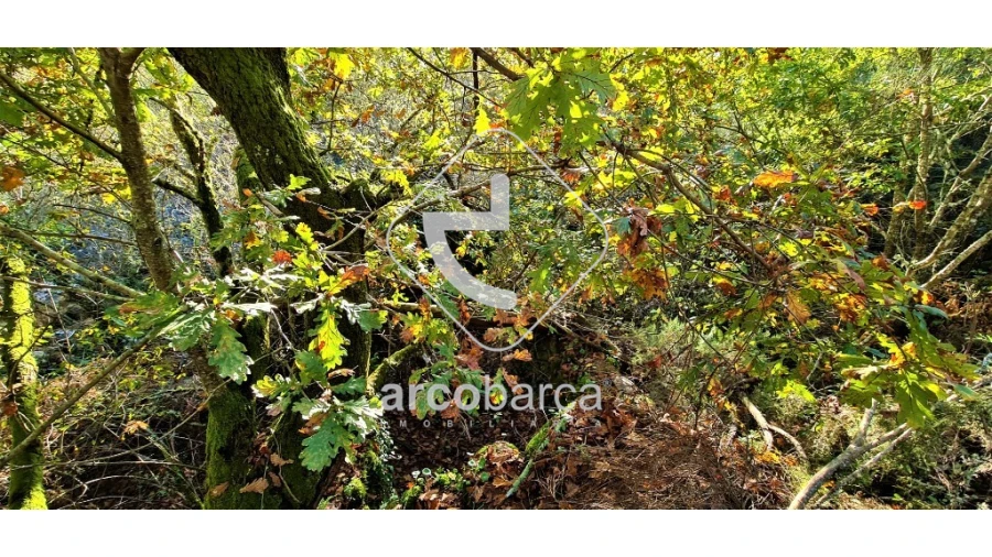 Terreno para Venda em Cabreiro Foto 14