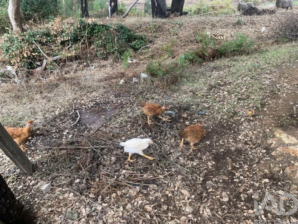 Moradia T2 para Venda em Graça Foto 24