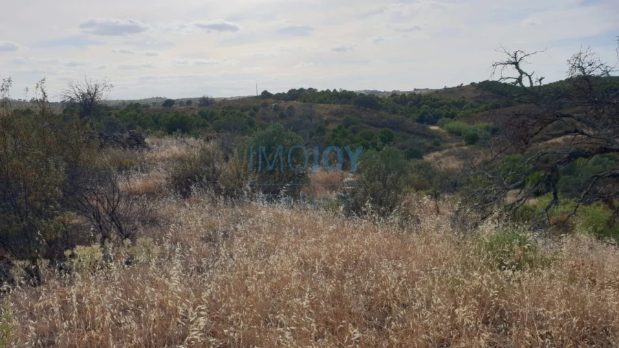 Terreno Agricola ou Rústico para Venda em Azinhal Foto 10