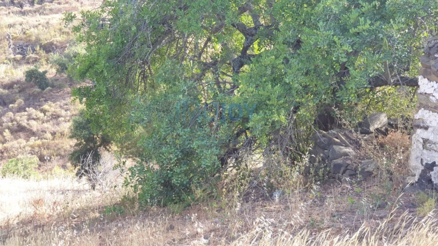 Terreno Agricola ou Rústico para Venda em Azinhal Foto 3