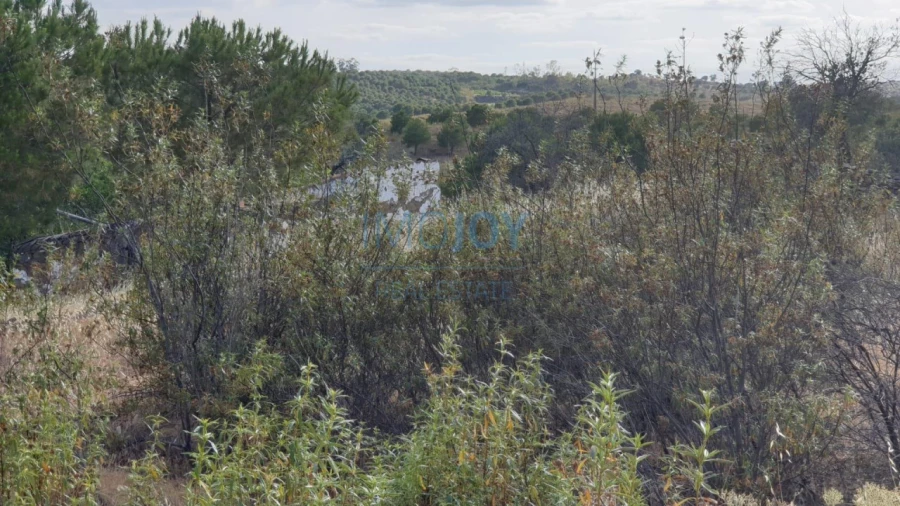 Terreno Agricola ou Rústico para Venda em Azinhal Foto 6