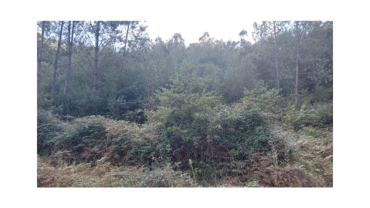 Terreno para Venda em Chamoim e Vilar Foto 3