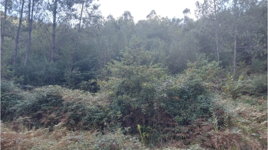 Terreno para Venda em Chamoim e Vilar Foto 3