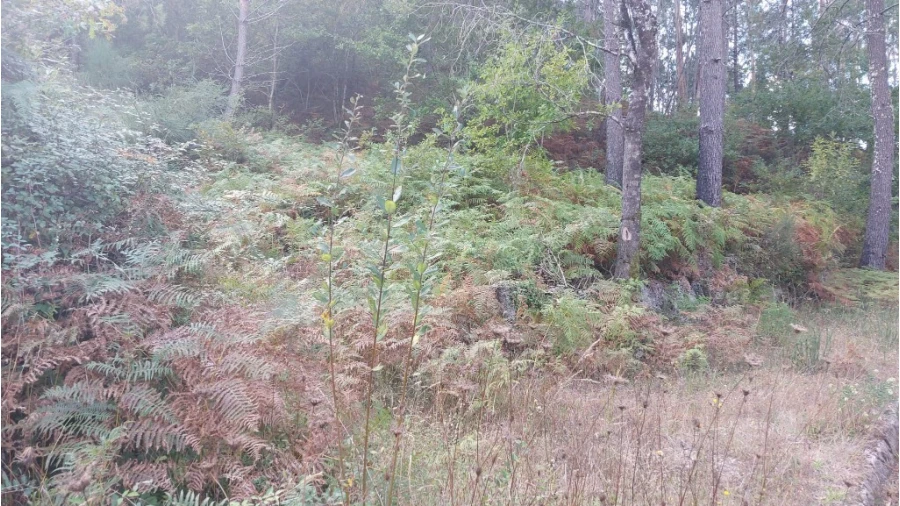 Terreno para Venda em Chamoim e Vilar Foto 2