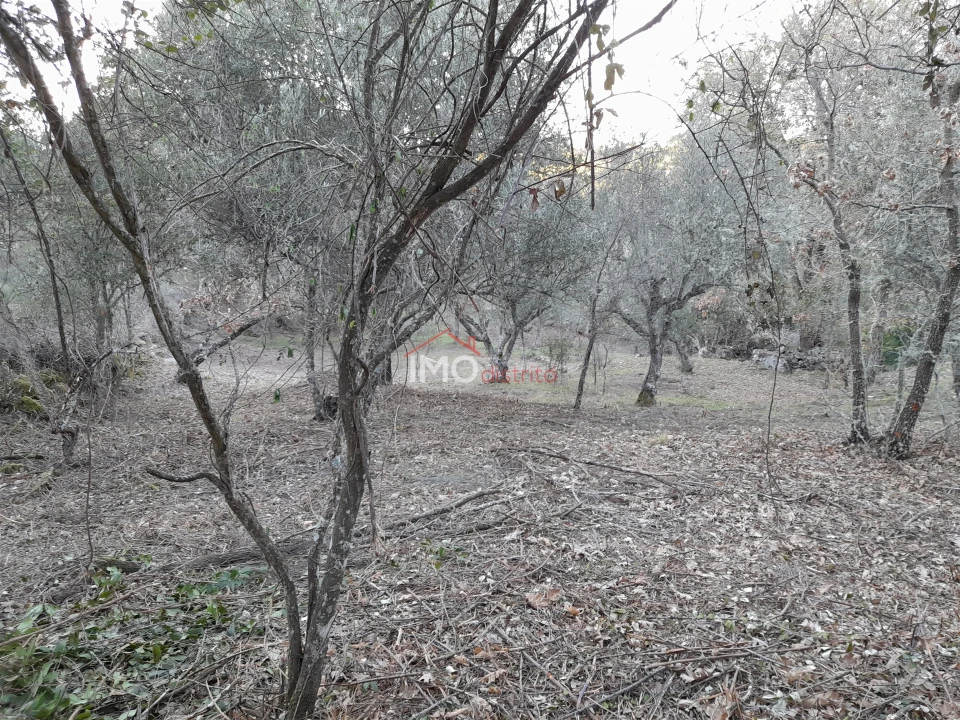 Terreno Agricola ou Rústico para Venda em Santa Maria de Marvão Foto 1
