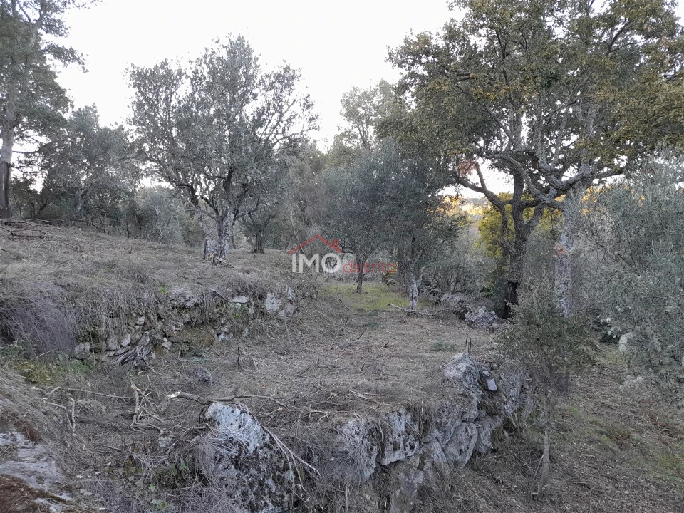 Terreno Agricola ou Rústico para Venda em Santa Maria de Marvão Foto 13