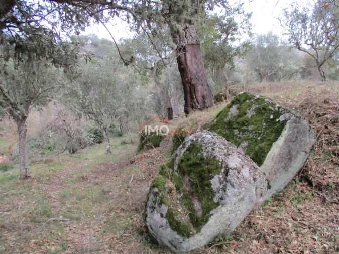 Terreno Agricola ou Rústico para Venda em Santa Maria de Marvão Foto 1