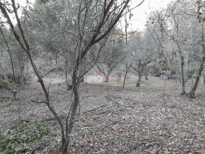 Terreno Agricola ou Rústico para Venda em Santa Maria de Marvão Foto 5
