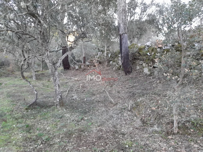 Terreno Agricola ou Rústico para Venda em Santa Maria de Marvão Foto 10