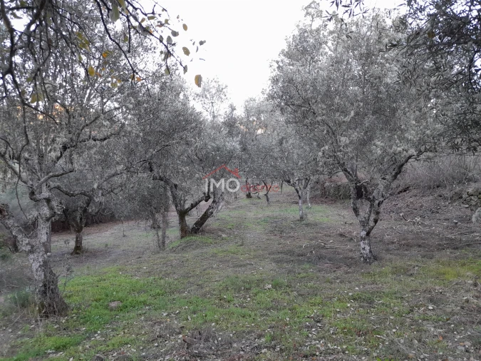 Terreno Agricola ou Rústico para Venda em Santa Maria de Marvão Foto 6