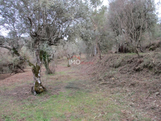 Terreno Agricola ou Rústico para Venda em Santa Maria de Marvão Foto 18