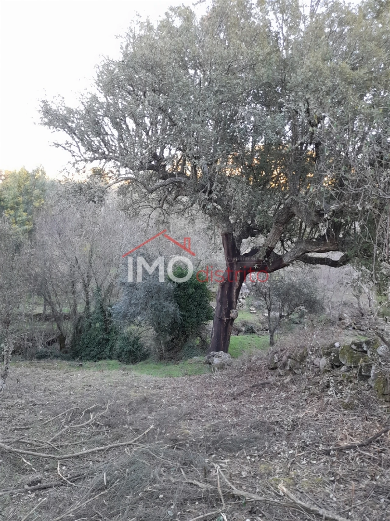 Terreno Agricola ou Rústico para Venda em Santa Maria de Marvão Foto 11