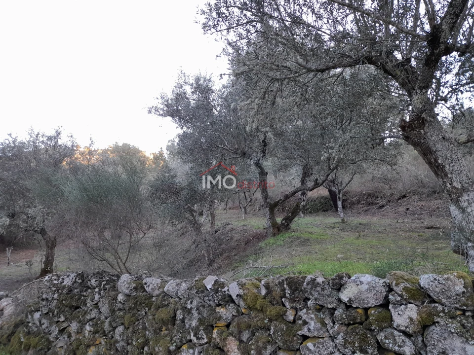 Terreno Agricola ou Rústico para Venda em Santa Maria de Marvão Foto 15