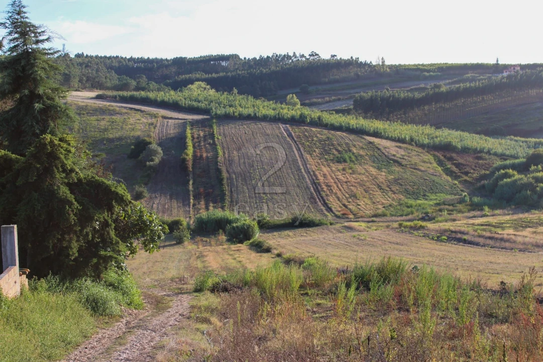 Terreno para Venda em Bombarral e Vale Covo Foto 2