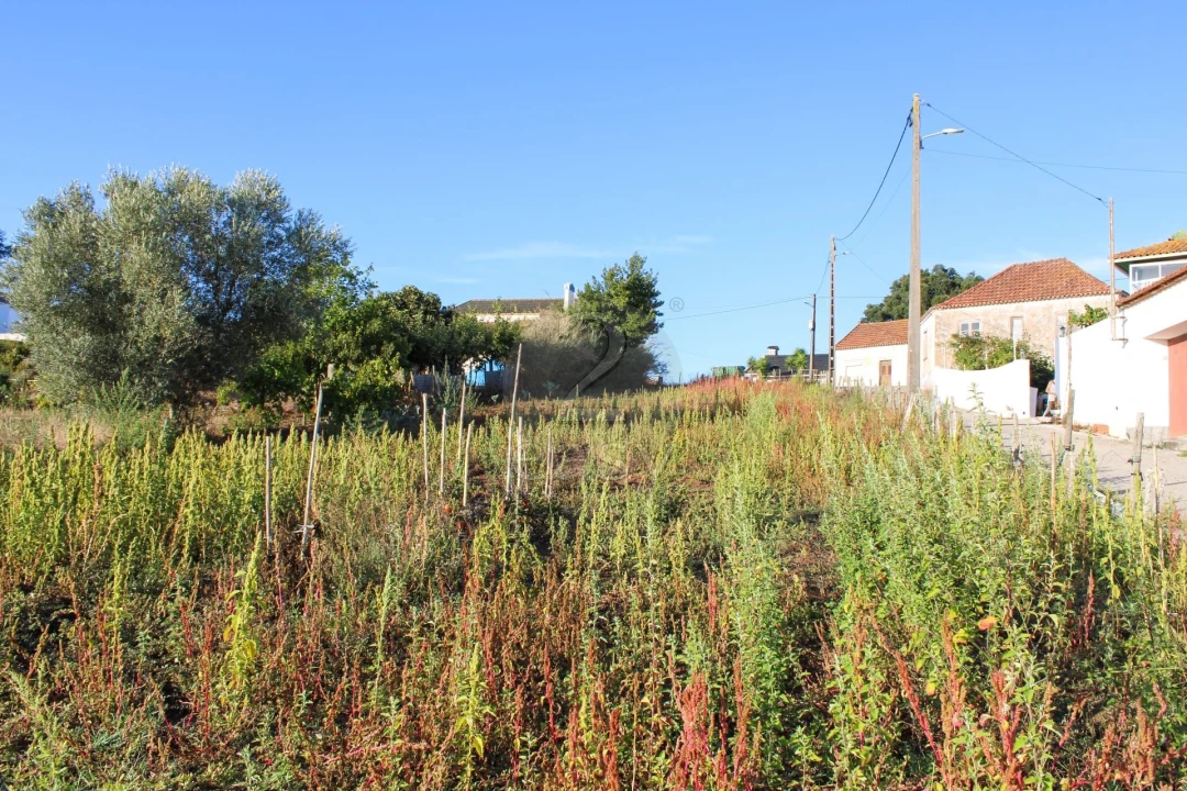 Terreno para Venda em Bombarral e Vale Covo Foto 13