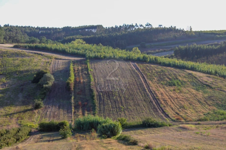 Terreno para Venda em Bombarral e Vale Covo Foto 3