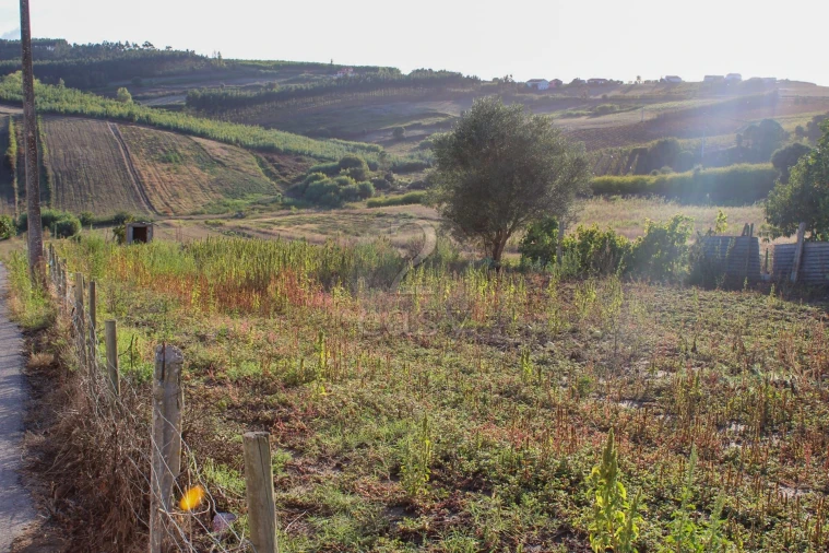 Terreno para Venda em Bombarral e Vale Covo Foto 9