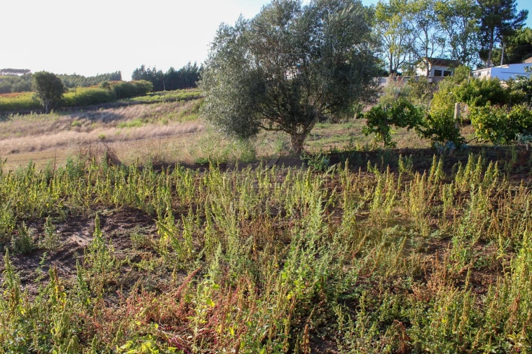 Terreno para Venda em Bombarral e Vale Covo Foto 14