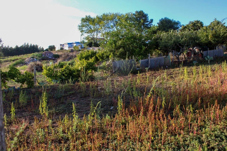 Terreno para Venda em Bombarral e Vale Covo Foto 17