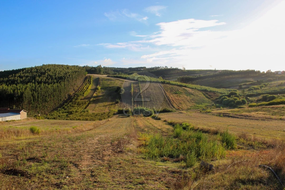 Terreno para Venda em Bombarral e Vale Covo Foto 1