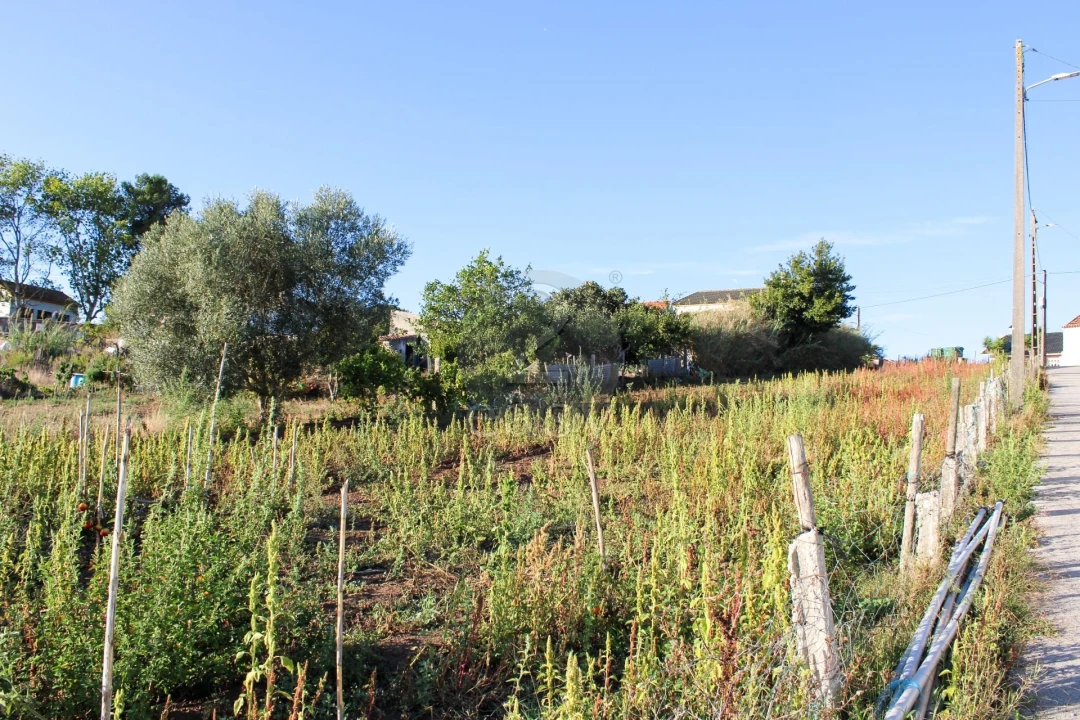 Terreno para Venda em Bombarral e Vale Covo Foto 7