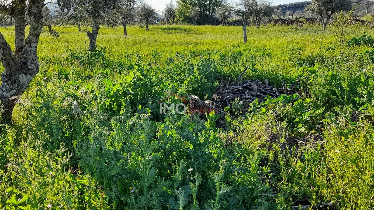 Terreno Agricola ou Rústico para Venda em São Salvador da Aramenha Foto 8
