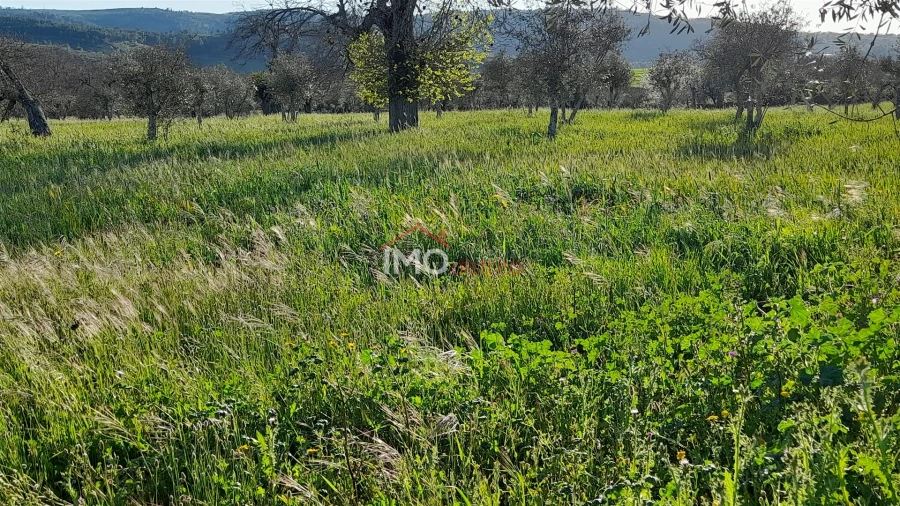 Terreno Agricola ou Rústico para Venda em São Salvador da Aramenha Foto 9