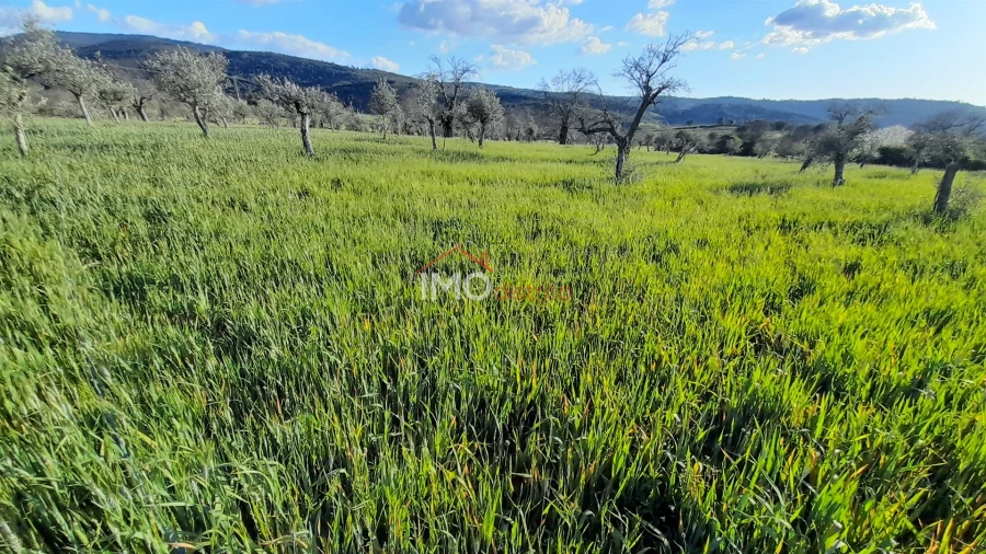 Terreno Agricola ou Rústico para Venda em São Salvador da Aramenha Foto 7