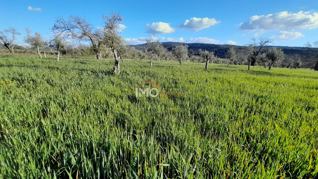 Terreno Agricola ou Rústico para Venda em São Salvador da Aramenha Foto 6