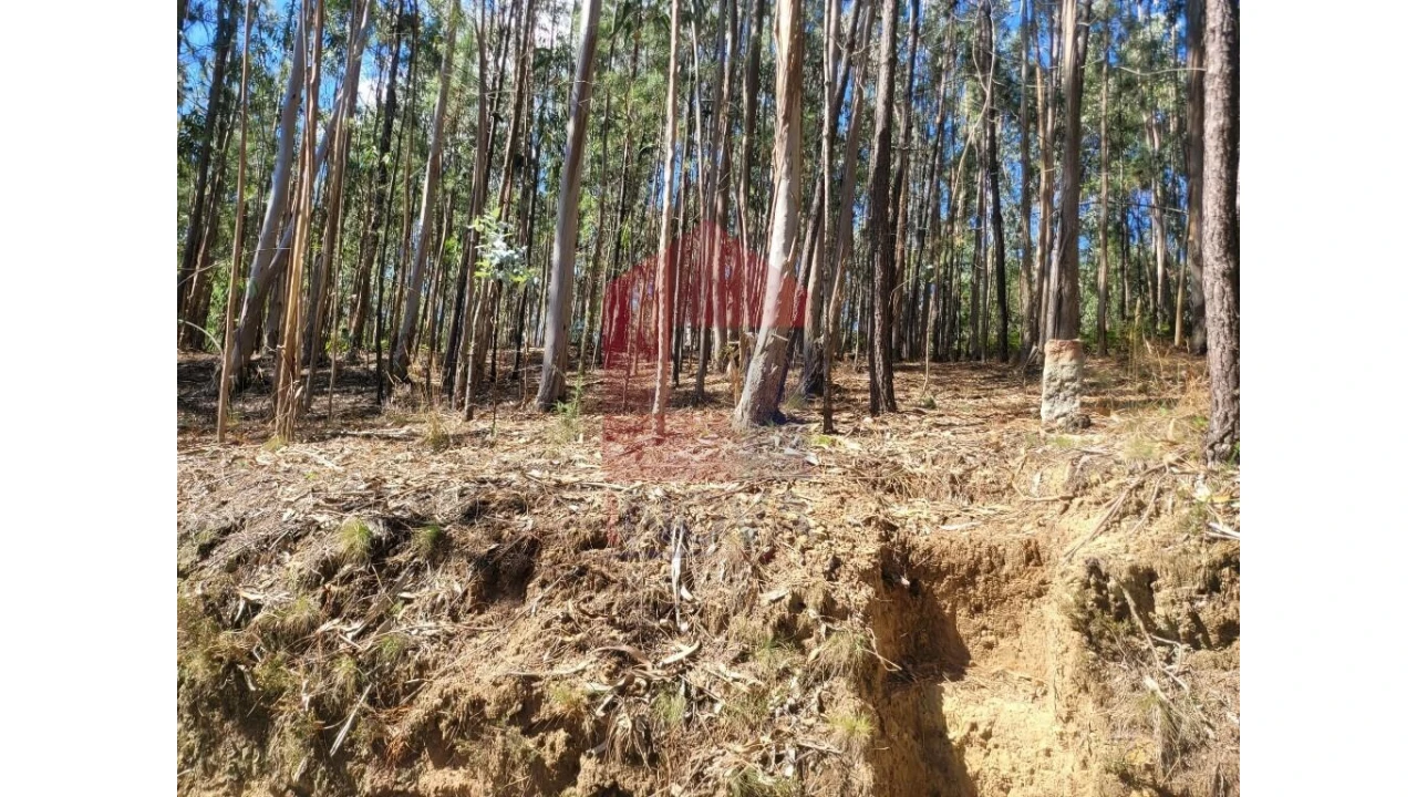 Terreno para Venda em Esqueiros, Nevogilde e Travassós Foto 6