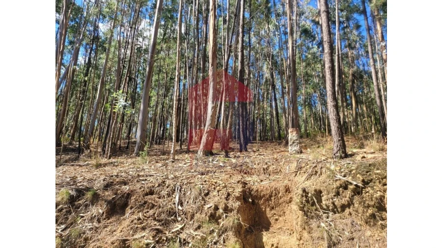 Terreno para Venda em Esqueiros, Nevogilde e Travassós Foto 4