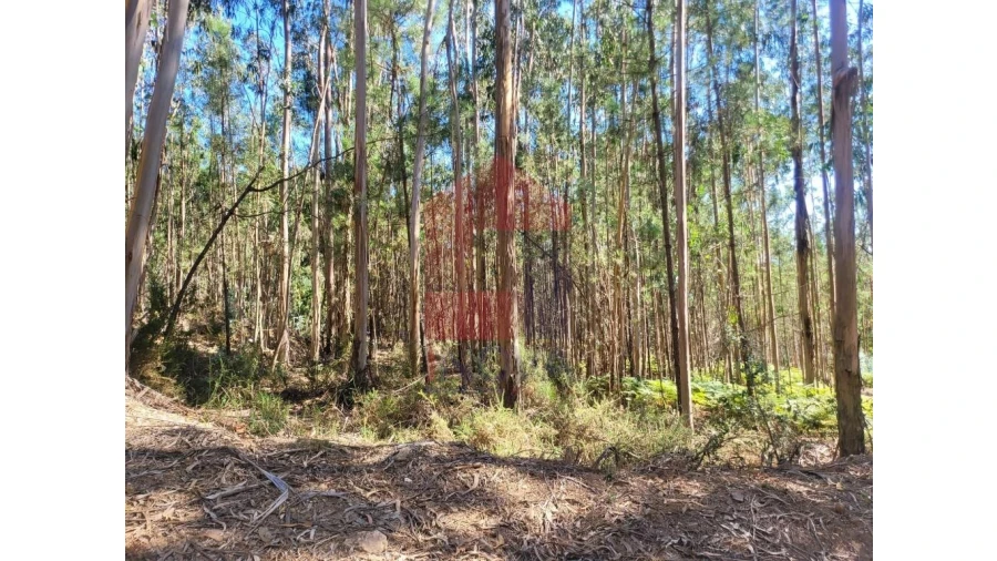 Terreno para Venda em Esqueiros, Nevogilde e Travassós Foto 3