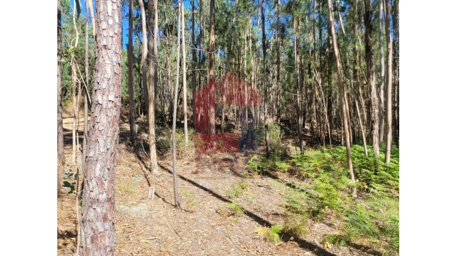 Terreno para Venda em Esqueiros, Nevogilde e Travassós Foto 7