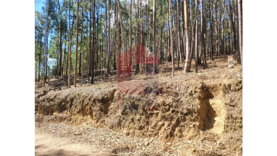 Terreno para Venda em Esqueiros, Nevogilde e Travassós Foto 12