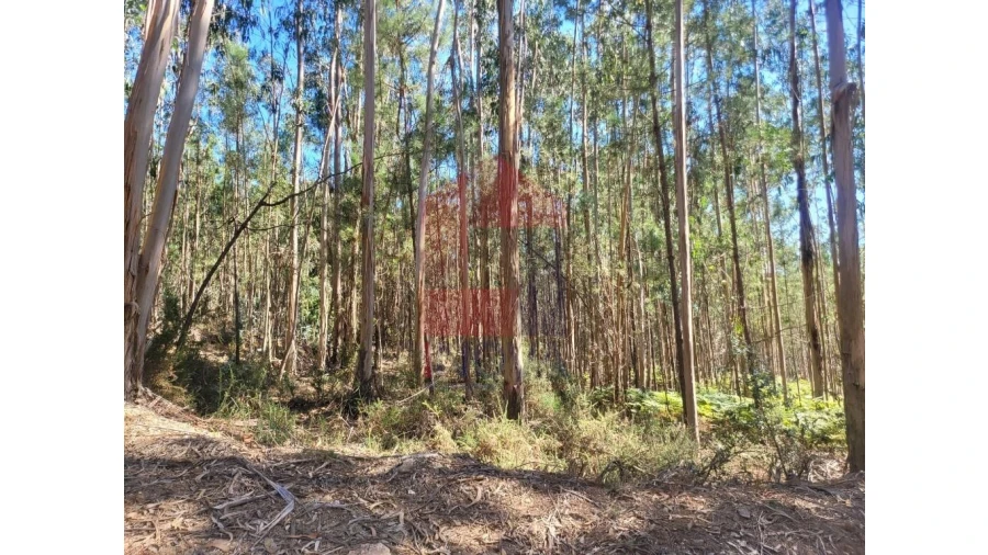 Terreno para Venda em Esqueiros, Nevogilde e Travassós Foto 8