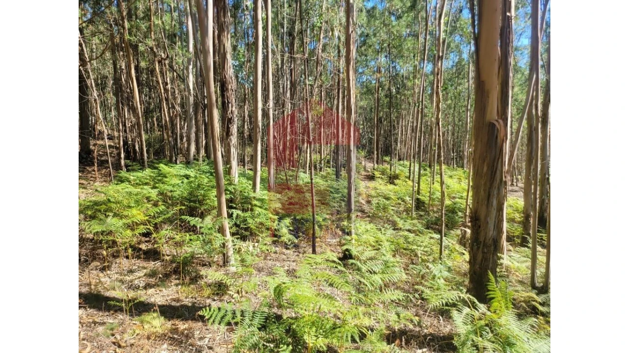 Terreno para Venda em Esqueiros, Nevogilde e Travassós Foto 13