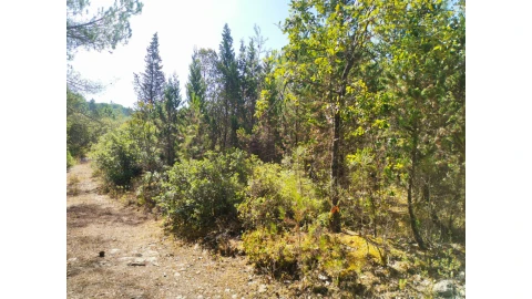 Terreno para Venda em Cernache