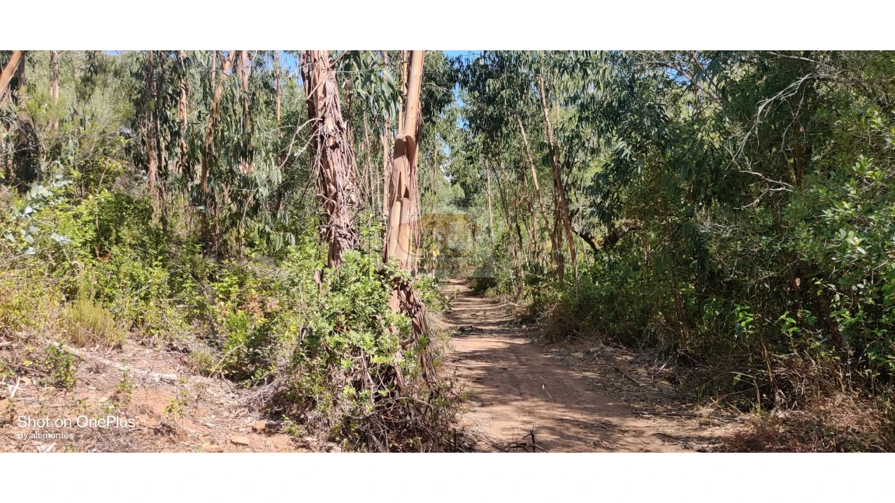 Terreno Agricola ou Rústico para Venda em Grândola e Santa Margarida da Serra Foto 9