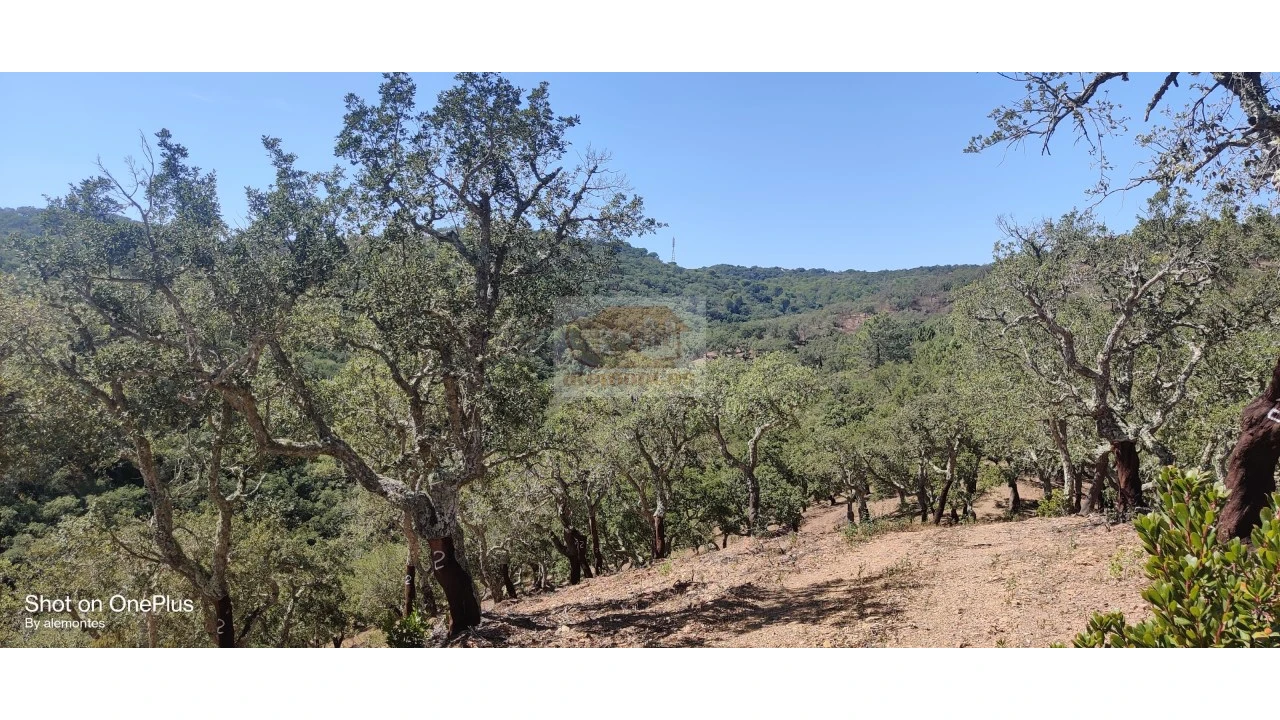 Terreno Agricola ou Rústico para Venda em Grândola e Santa Margarida da Serra Foto 7