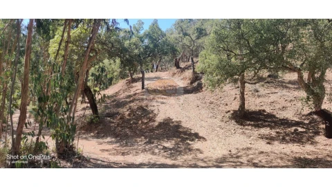 Terreno Agricola ou Rústico para Venda em Grândola e Santa Margarida da Serra