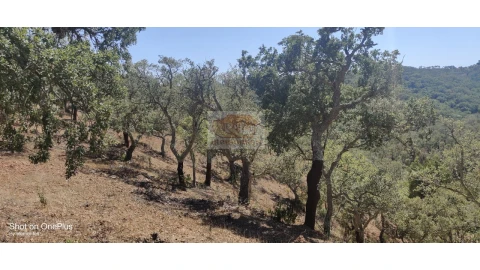 Terreno Agricola ou Rústico para Venda em Grândola e Santa Margarida da Serra