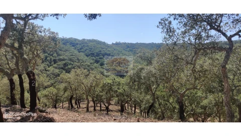 Terreno Agricola ou Rústico para Venda em Grândola e Santa Margarida da Serra