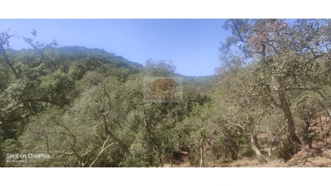 Terreno Agricola ou Rústico para Venda em Grândola e Santa Margarida da Serra