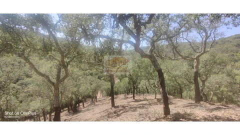 Terreno Agricola ou Rústico para Venda em Grândola e Santa Margarida da Serra