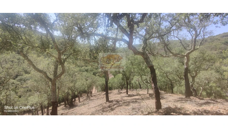 Terreno Agricola ou Rústico para Venda em Grândola e Santa Margarida da Serra Foto 6