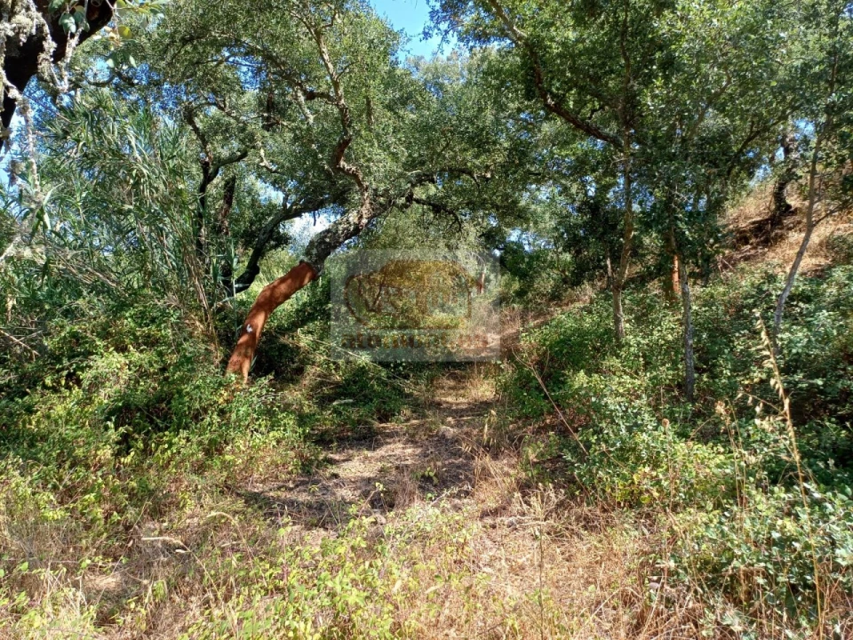 Terreno Agricola ou Rústico para Venda em Grândola e Santa Margarida da Serra Foto 3