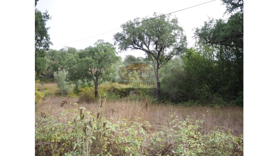 Terreno Agricola ou Rústico para Venda em Grândola e Santa Margarida da Serra Foto 4