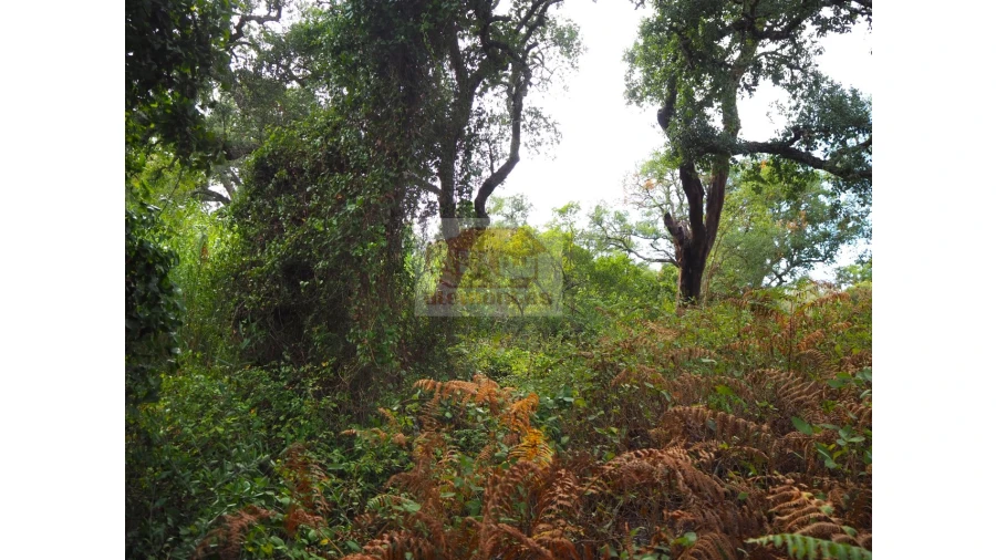 Terreno Agricola ou Rústico para Venda em Grândola e Santa Margarida da Serra Foto 8