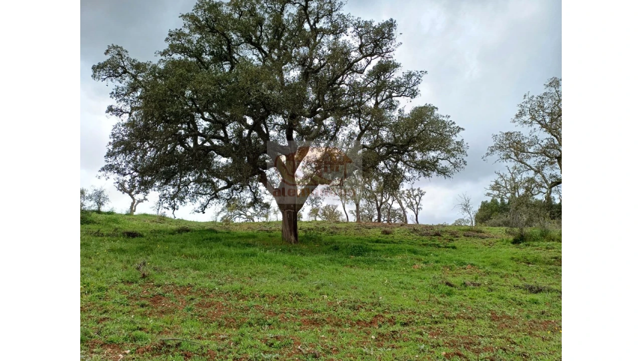 Terreno Agricola ou Rústico para Venda em São Domingos e Vale de Água Foto 4